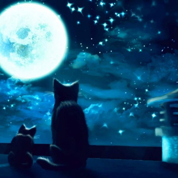 Котенок ночью