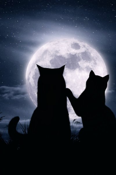 Луна звезды ночь животное