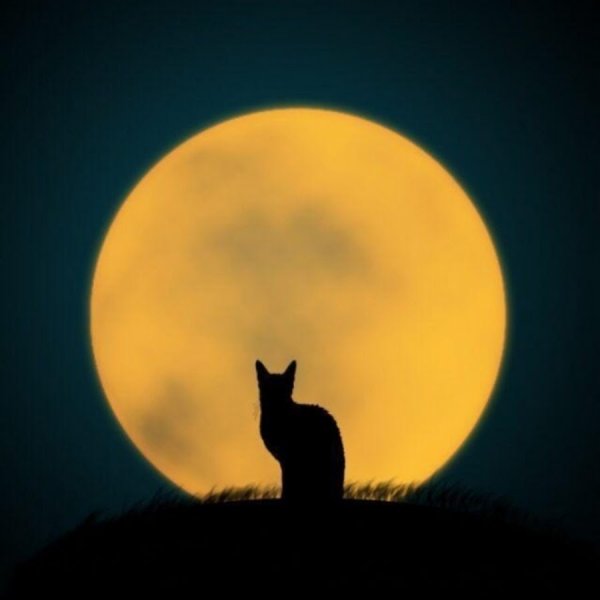 Коты на Луне