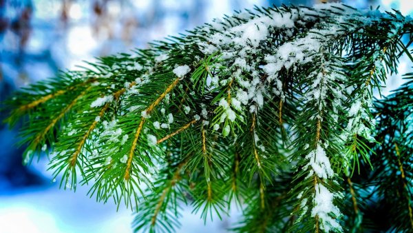 Елка в снегу