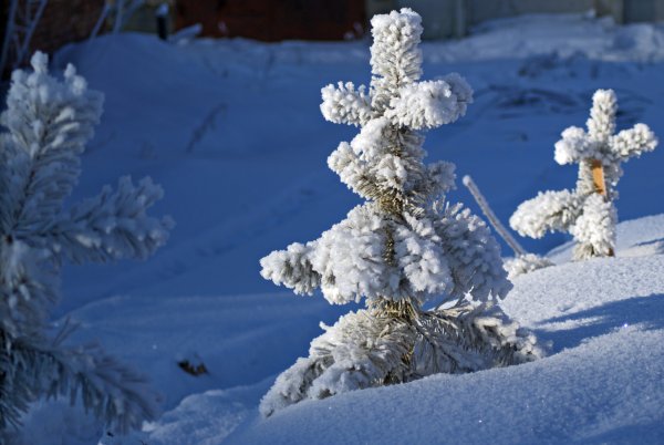 Елочка в зимнем лесу