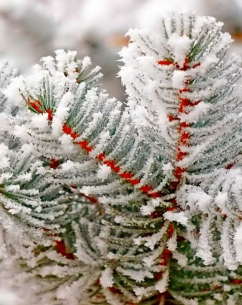 Ель в снегу