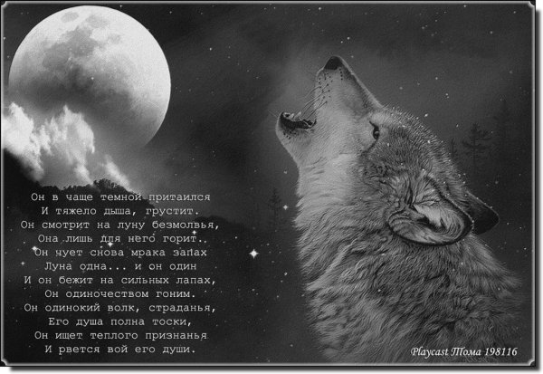 Стихи про Волков