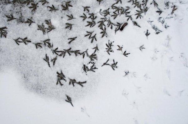 Птичьи следы на снегу