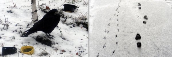Следы ворона