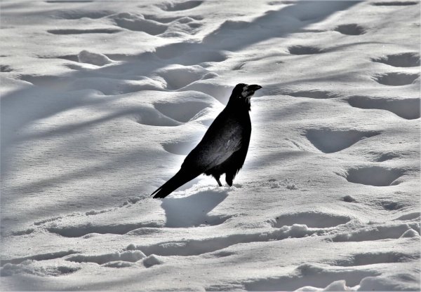 Следы ворона на снегу