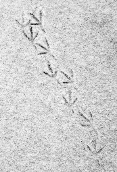 Птичьи следы