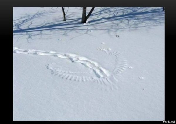 Следы сороки на снегу
