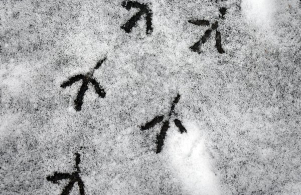 Следы сороки на снегу