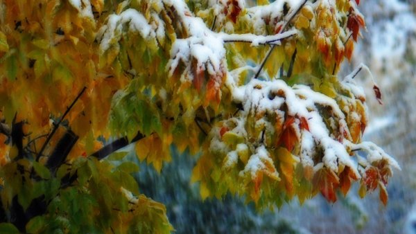 Снег с дождем осенью