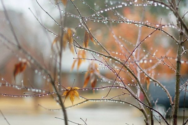 Осень снег с дождем