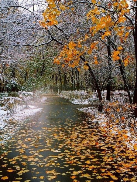 Дождь осенью