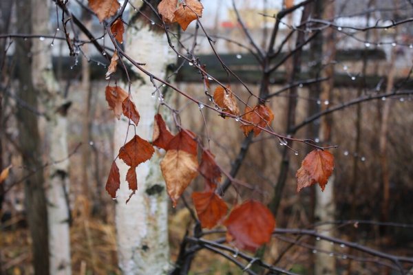 Осень снег с дождем