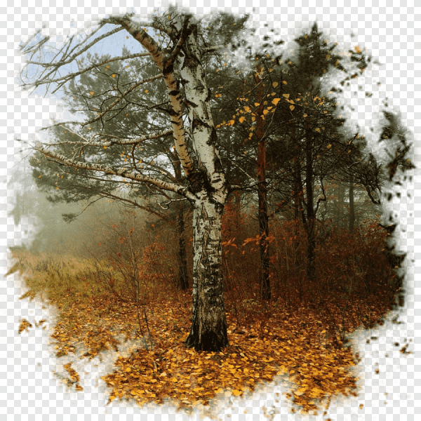 Осенний лес на прозрачном фоне