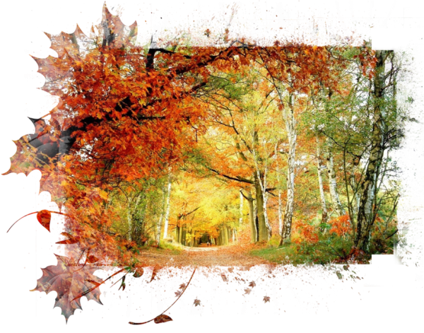 Осень на белом фоне