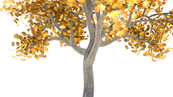 Осеннее дерево на прозрачном фоне