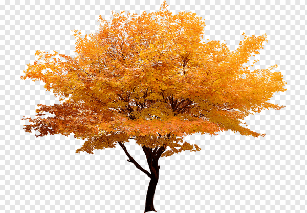 Дерево осенью на прозрачном фоне