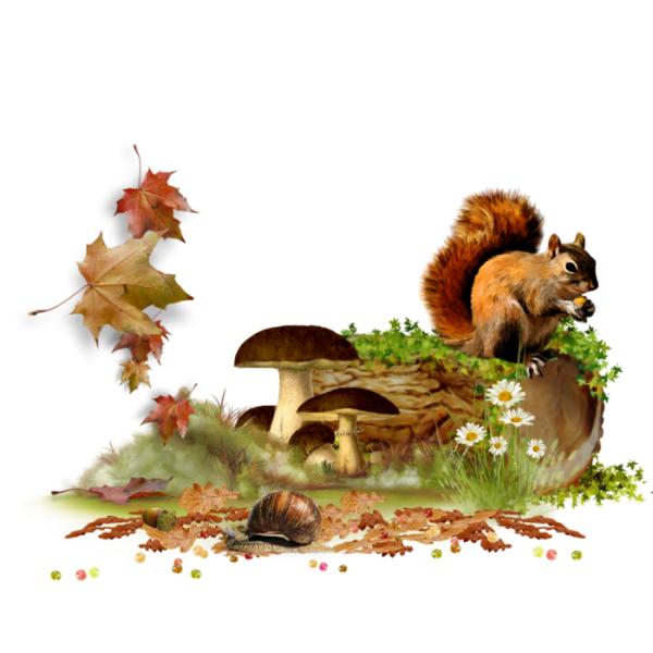 Осенний лес на прозрачном фоне