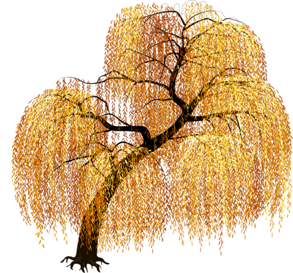 Ива дерево осенью