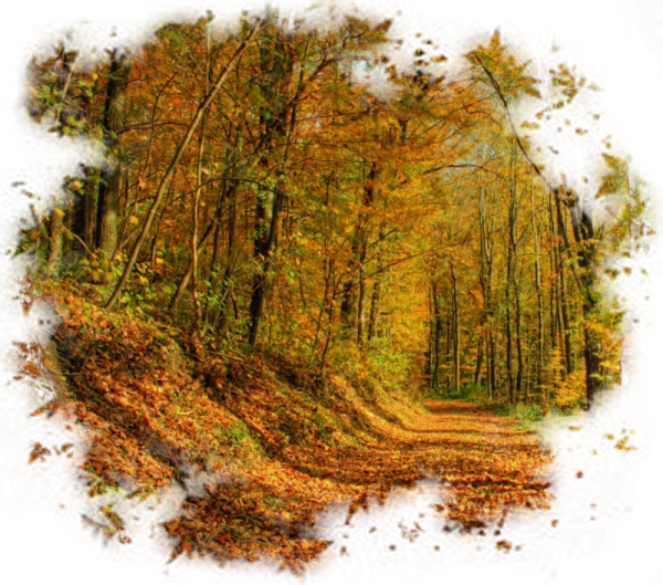 Прозрачный осенний лес