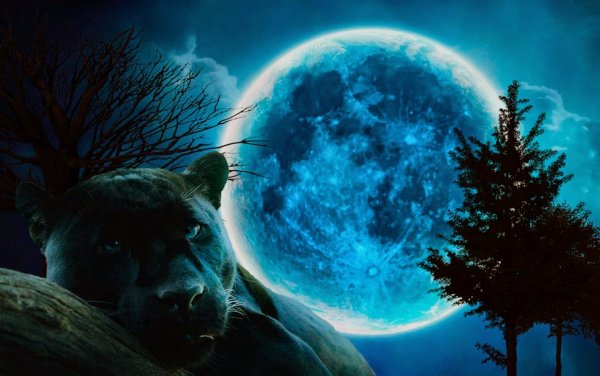 Луна пантера черная