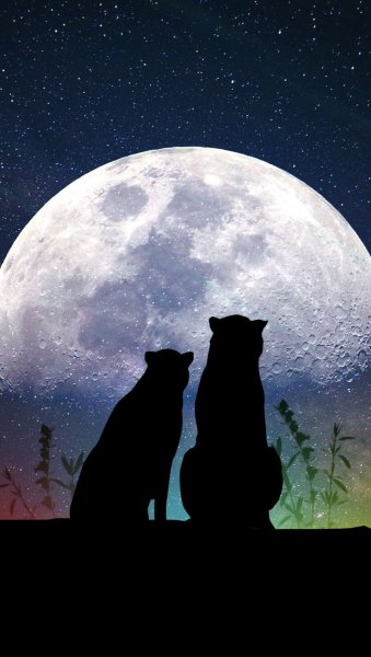 Животные при Луне