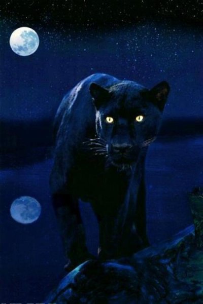 Лунная пантера