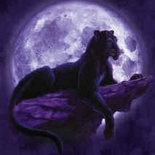 Пантера при Луне