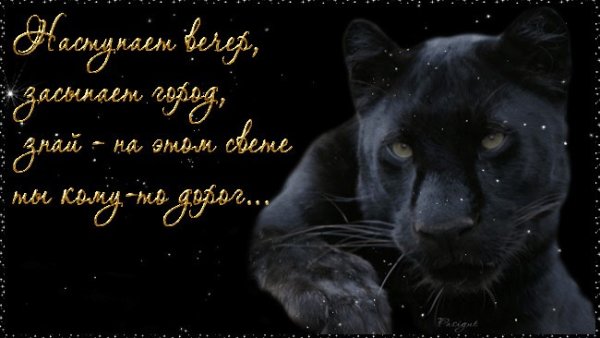 Спокойной ночи пантера