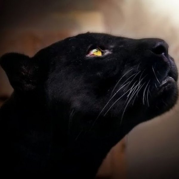 Ночная пантера