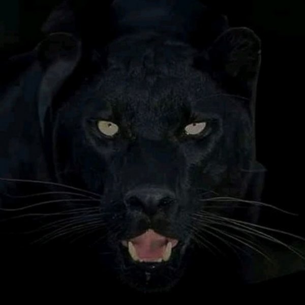 Пантера ночью