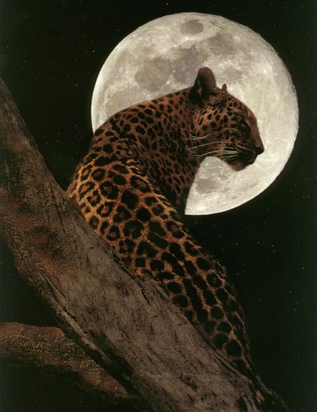 Животное на фоне Луны