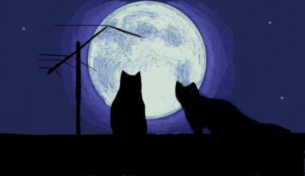 Кошка на крыше на фоне Луны