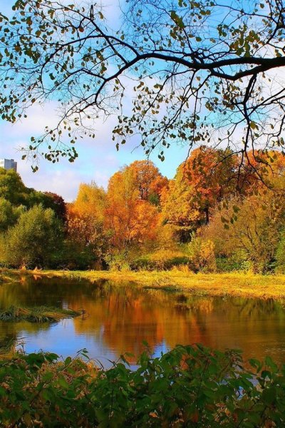 Осень красиво вертикальная