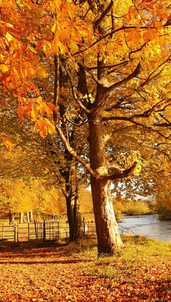 Природа осень