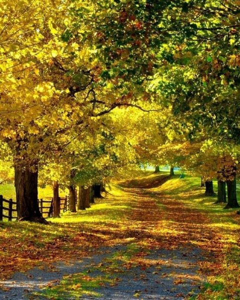 Фотообои осень