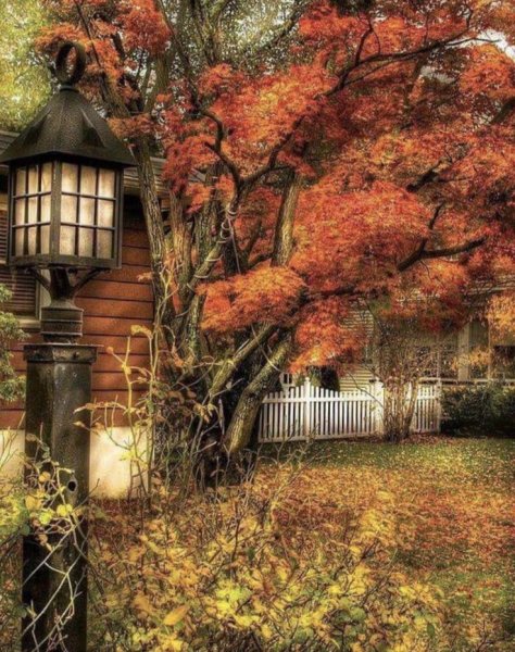 Осенний лес