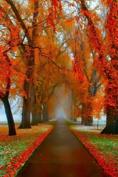 Красивый парк осенью