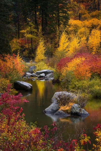 Осенний пейзаж вертикальный