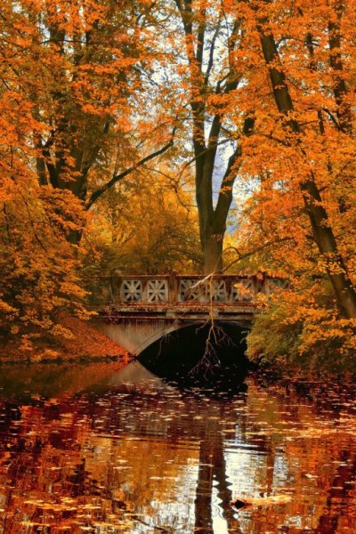 Осенний парк солнце