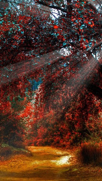 Осенние краски