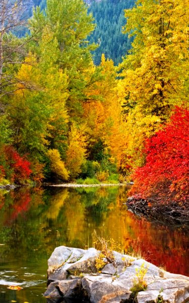 Золотая осень река