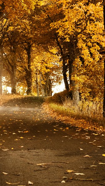 Обои на андроид осень