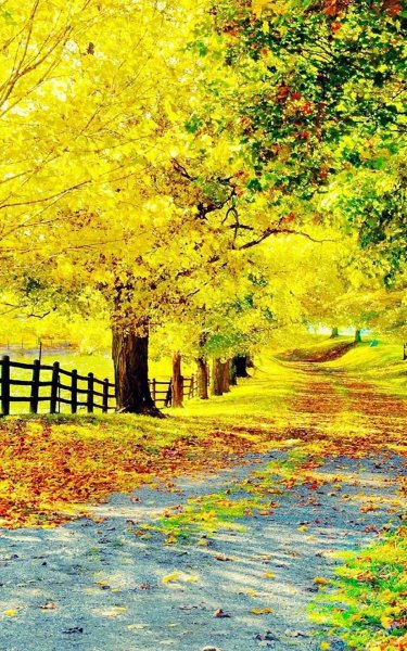 Красивая осень