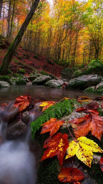 Природа осень