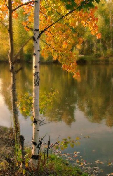 Осенний пейзаж вертикальный