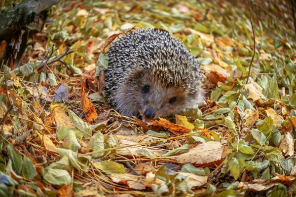 Осенний Ёжик