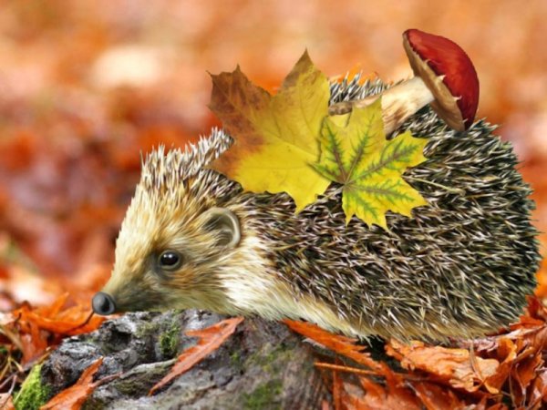 Ежик с листьями