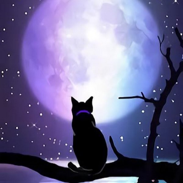 Кот на фоне Луны