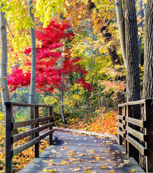 Осенние обои